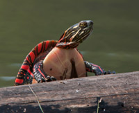 Turtle Pond