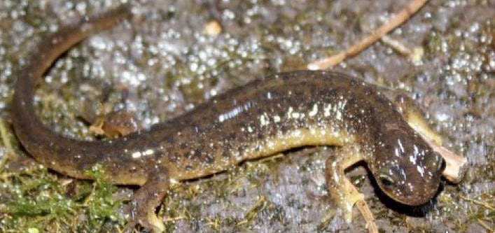 Cascade And Columbia Torrent Salamanders May Get Endangered Species Act Protection