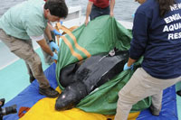 Rescued Leatherback Sea Turtle Released