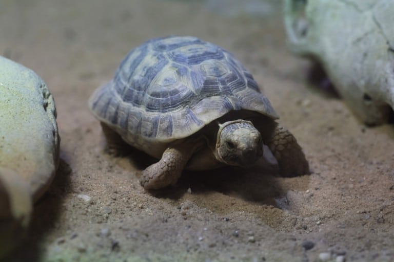 When Will My Russian Tortoise Learn How To Mate? - Reptiles Magazine