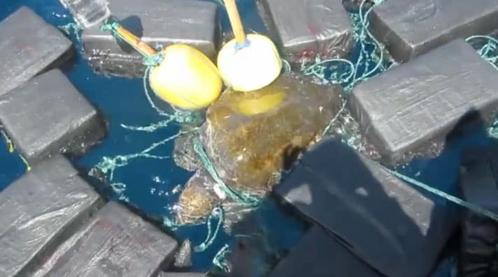 Sea Turtle Entangled In $53 Million Floating Cocaine Bales Saved By U.S. Coast Guard