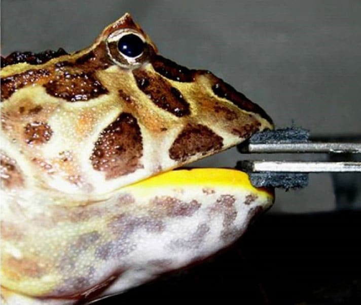 Ancestor Of Pac Man Frog Had Bite Force Similar To Wolves, Study Says