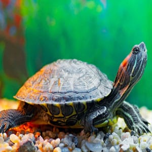 More Than 1,000 Turtles Escape From Georgia Turtle Farm