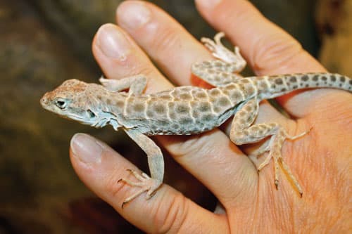 How to Catch a Common House Lizard and Keep It As a Pet: 14 Steps