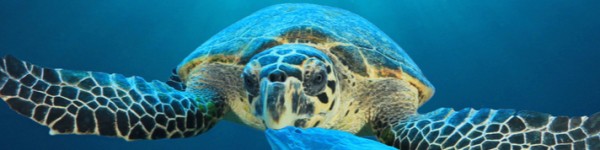 Sea Turtle Plastic Bag Shutterstock 1074166649