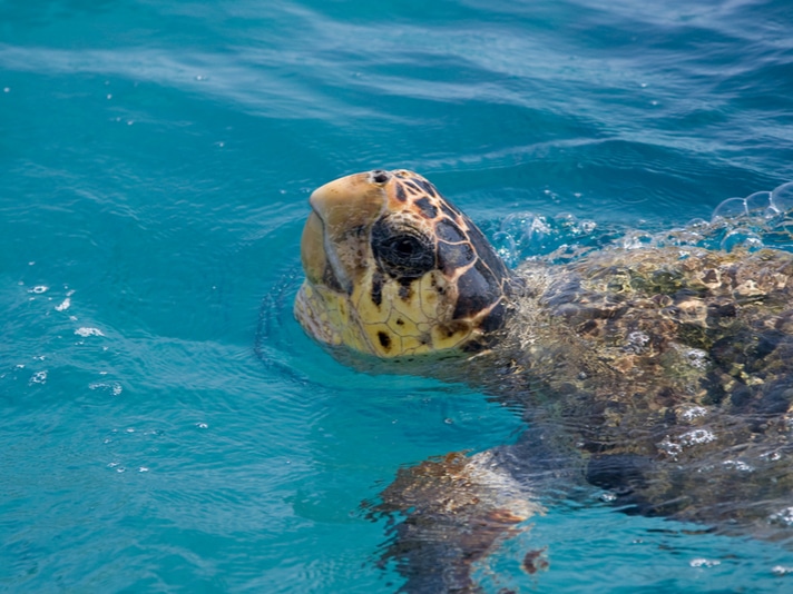 Florida’s Gulf World Says Goodbye To Liberty The Loggerhead Sea Turtle