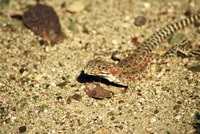 In Search Of Mojave Desert Blunt-nosed And Long-nosed Leopard Lizards