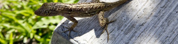 Brown Anole In Hawaii