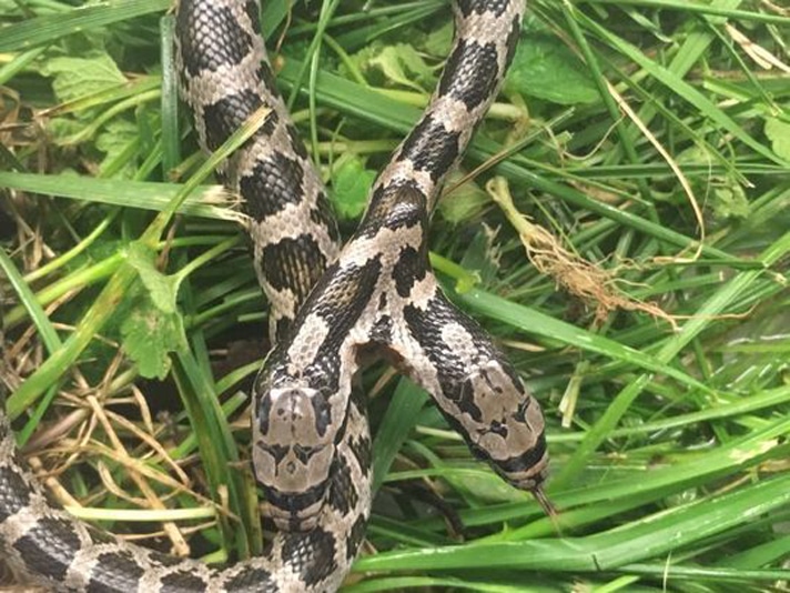 Two-Headed Rat Snake That Was Almost Killed Will Live Out Its Life At Interpretive Center