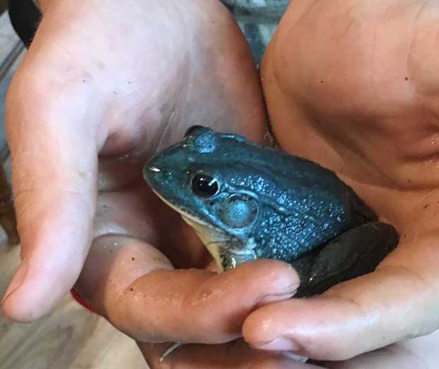 Teen In Maine Finds "Rare Blue" Green Frog
