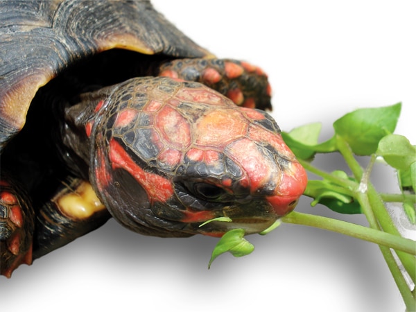 Keeping And Breeding Red-Footed Tortoises