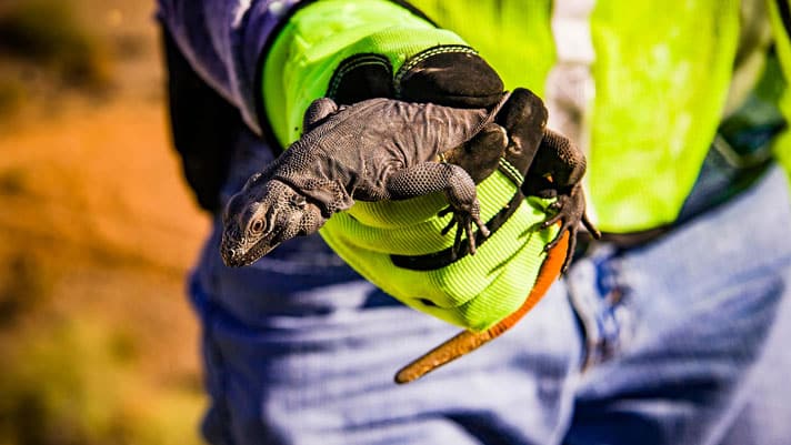More Than 160 Chuckwallas In Arizona Safely Moved Out Of Phoenix Freeway Project’s Path
