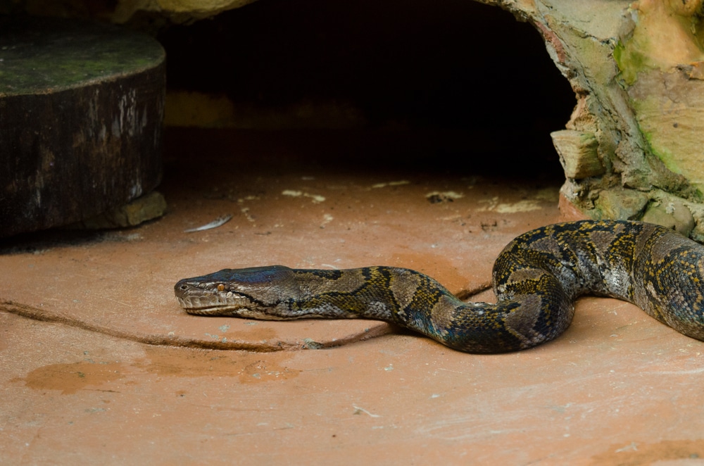 Herp Queries: Difficulty Seeing Reptiles In Their Zoo Enclosures