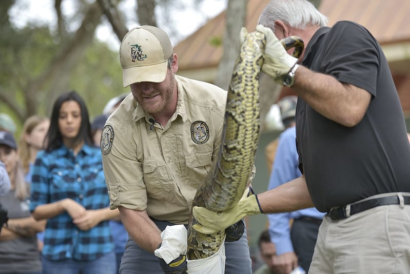 2020 Florida Python Bowl Nets 80 Invasive Snakes
