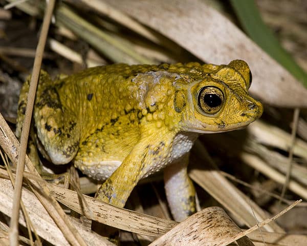 Detroit Zoological Society Releases Close To 8,000 Puerto Rican Crested Toad Tadpoles
