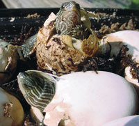 Breeding The Golden Thread Turtle