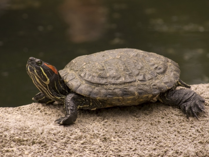 Texas Is Closer To Banning Commercial Collection Of Turtles On Private Lands