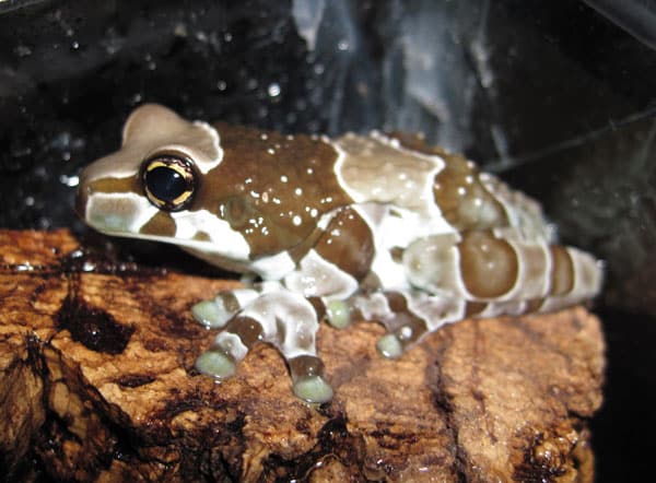 Breeding Amazon Milk Frogs