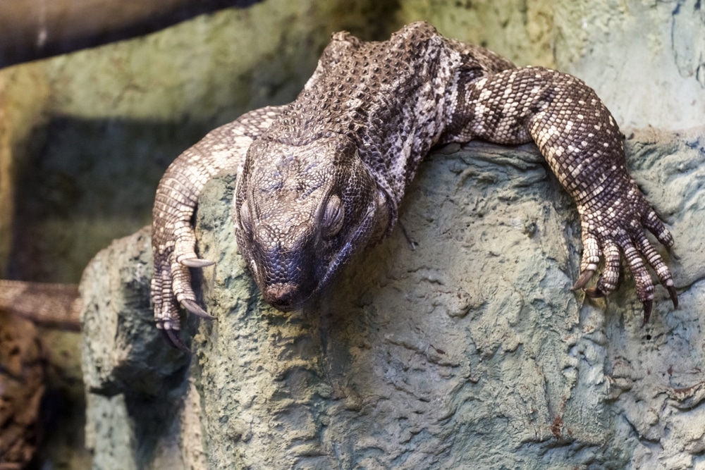 Expert Care For the White-Throated Monitor
