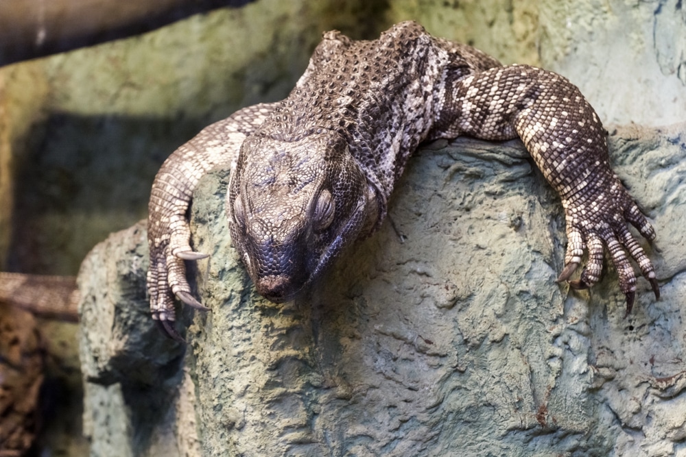 Bengal Monitor - Facts, Diet, Habitat & Pictures on