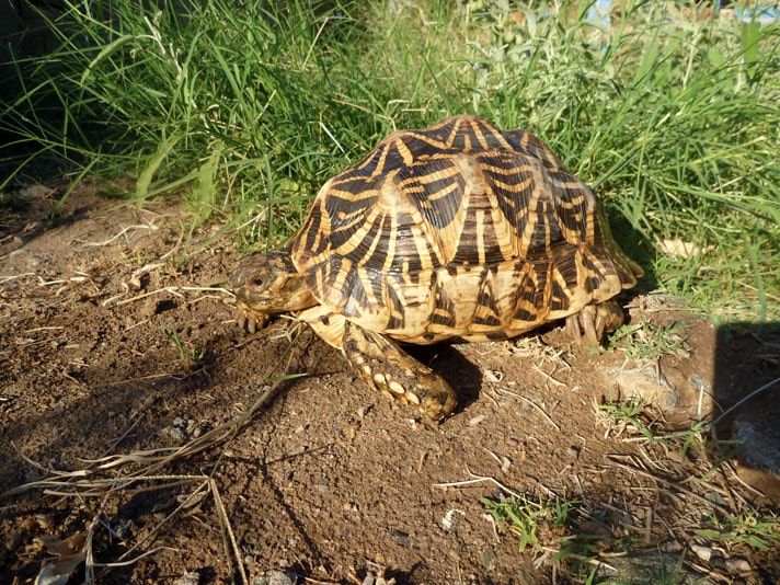 Indian Star Tortoise Care And Breeding Tips