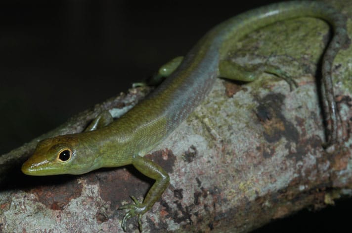 New Guinea Lizards Have Lime Green Blood And Toxic Bile