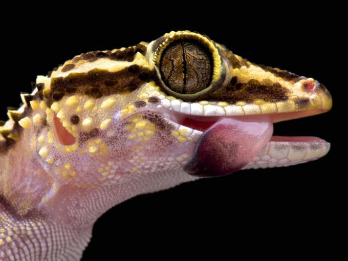 Paroedura lohatsara, Endemic To Madagascar, Listed 34th on ZSL's EDGE List Of Endangered Reptiles