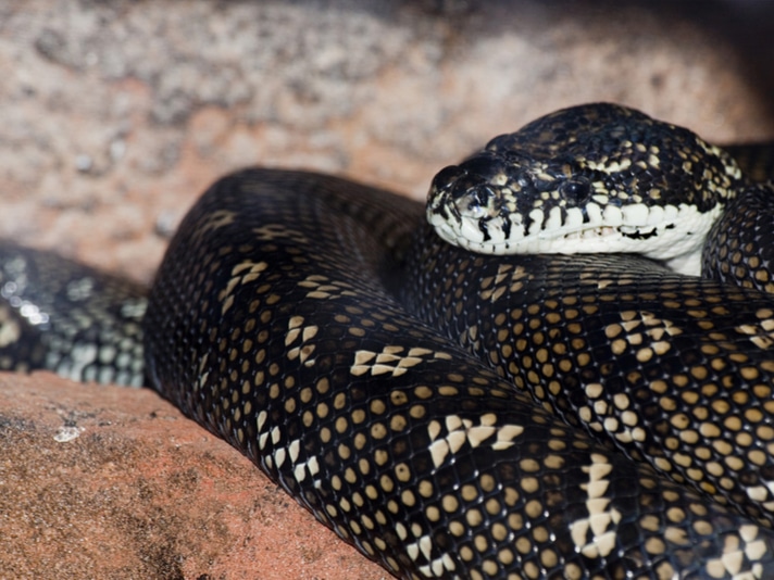 Herp Queries: Carpet Python Or Diamond Python. What's The Difference?