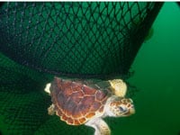National Marine Fisheries Service To Hold Public Hearings On Turtle Excluder Devices