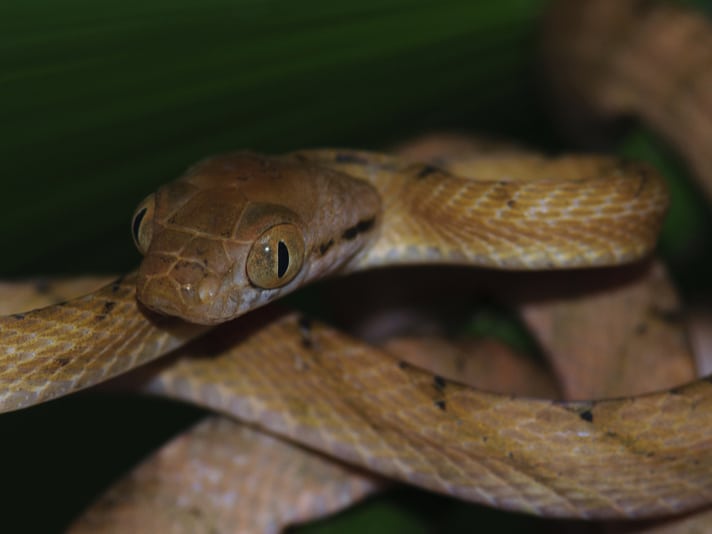 Brown Tree Snake Found On Island Of Rota In The Northern Mariana Islands