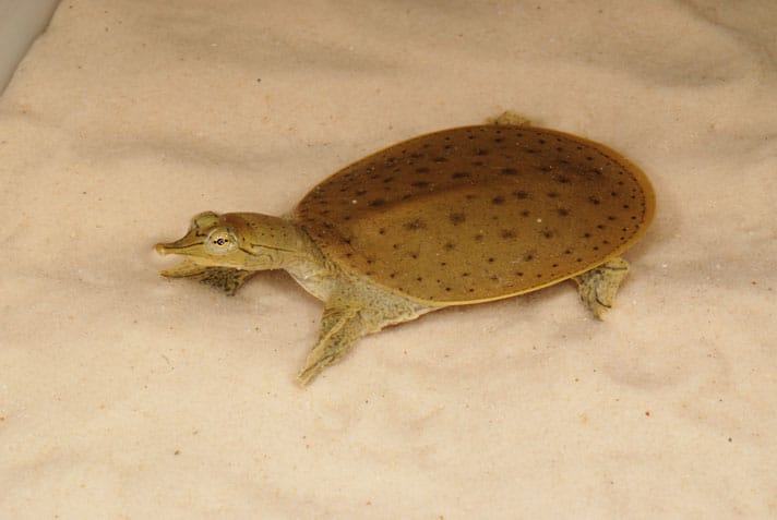 Herp Queries: Why Doesn’t My Spiny Softshell Turtle Have Spines?
