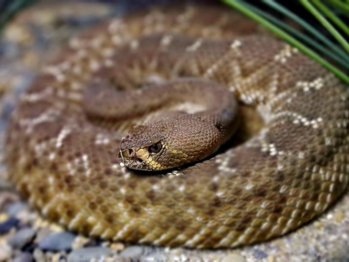 Indian Farmer Survives Bite On His Penis From Levantine Viper