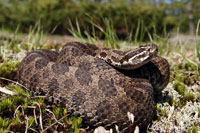 New Disease Threatens Endangered Rattlesnake Population