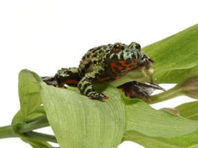 Breeding Oriental Fire-Bellied Toads