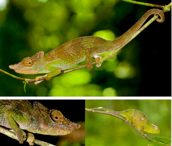 New Chameleon Species Discovered In Tanzania