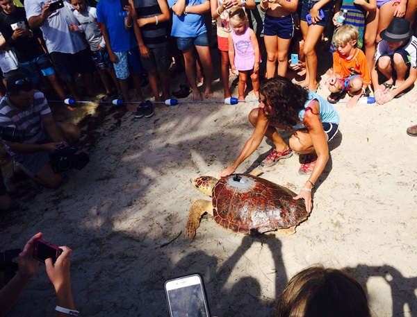 Turtle Hospital Of Florida Releases Aaron The Loggerhead Sea Turtle