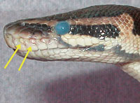 Snake Anatomy