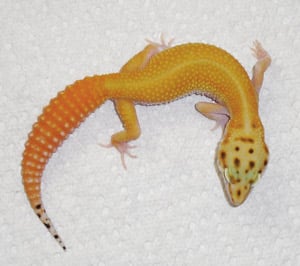 Breeder's Choice: Carrot-Tail Leopard Gecko (<em>Eublepharis Macularius</em>)
