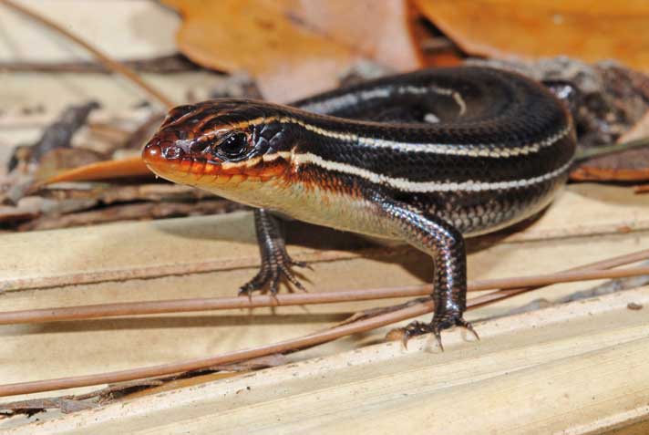 Herp Queries: Something About Skinks