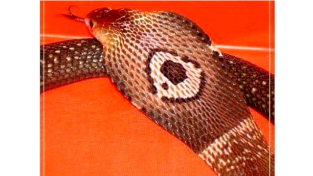 Florida Owner Of Escaped Cobra in Plea Deal, Sells All Venomous Snakes Florida Owner Of Escaped Cobra in Plea Deal, Sells All Venomous Snakes