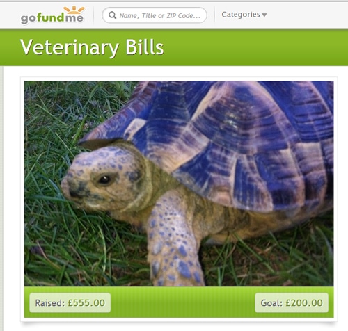 Tortoise In England Needs Penis Surgery, Owner Turns To Crowd Funding to Defray Costs Tortoise In England Needs Penis Surgery, Owner Turns To Crowd Funding to Defray Costs