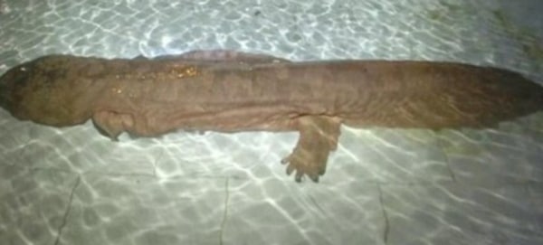 Nearly 5ft Long Chinese Giant Salamander Discovered In Chinese Cave
