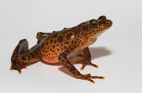 Deadly Amphibian Disease Marches On