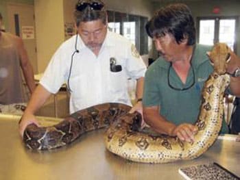 Motorist Runs Over 5ft. Boa Constrictor On Oahu's Pali Highway In Hawaii