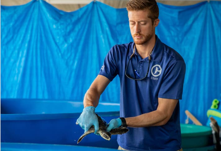Sea Turtle Rescued From Fishing Line Poops Out Plastic Balloon During Treatment