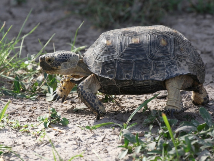 REPTILES Magazine Contributor Takes In Elderly Woman’s Desert Tortoise
