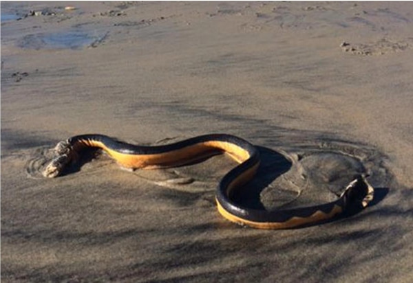 Yellow-Bellied Sea Snake Washes Ashore In San Diego