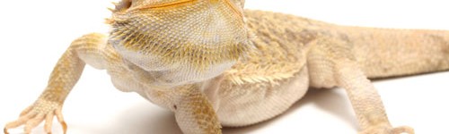 Bearded Dragon Care 5001