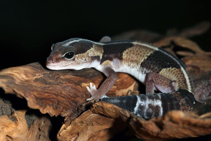 African Fat-Tailed Gecko Care Sheet