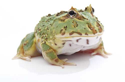 Horned Frogs Have Tongues That Are Strong Like Adhesive Tape